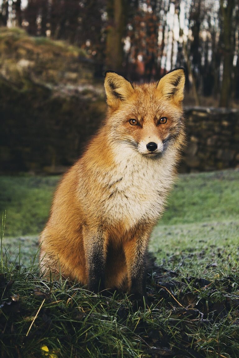 fox, animal, nature