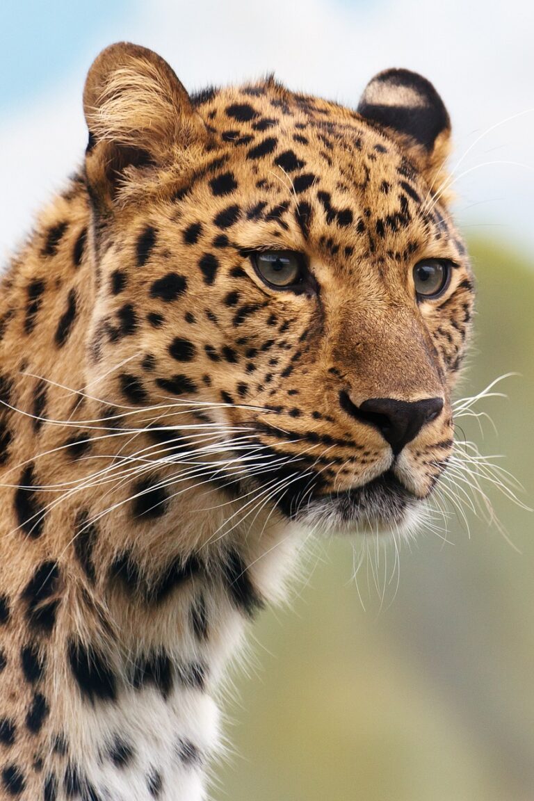 animal, leopard, wildlife